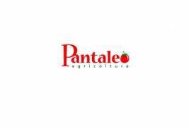 PANTALEO AGRICOLTURA SOC. AGR. SRL