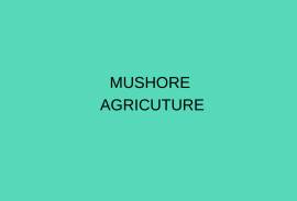 MUSHORE AGRICUTURE